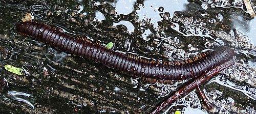 Seychelles giant millipede